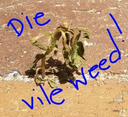 Natural Weed Killer With Vinegar and Dawn - The Hairy Potato